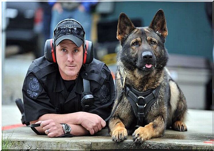 Police dog next to an officer