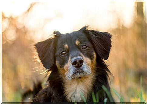 Dog on the meadow at sunset