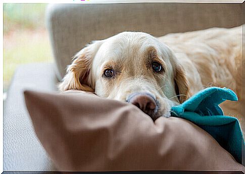 Dogs love to sleep under the covers