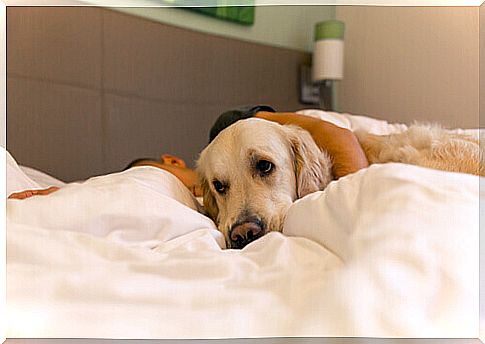 dog under the covers