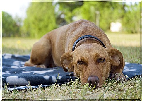 dog-lying-on-the-grass