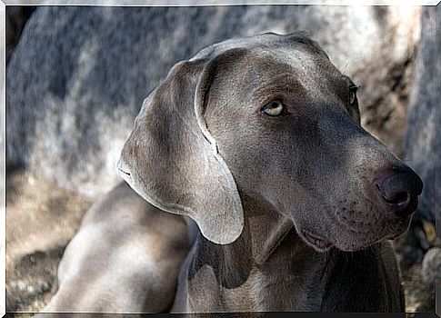 Dogs of group 7: classification of the breeds according to the FCI