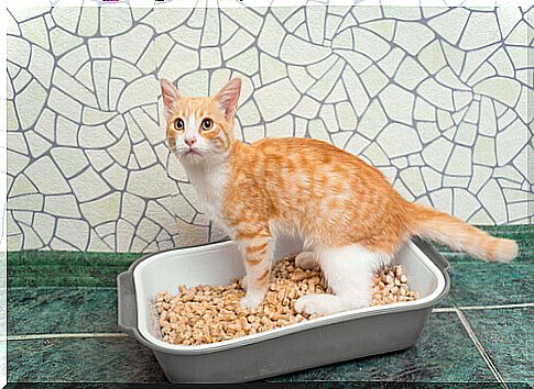 white and orange cat in the litter box