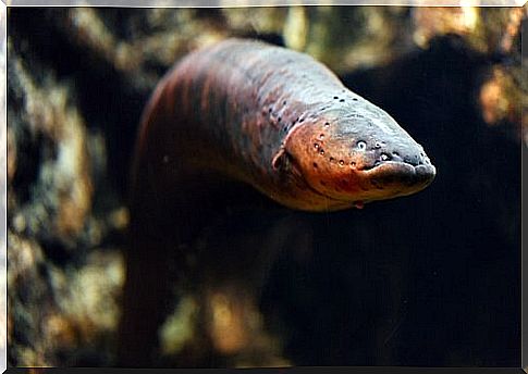 Eel: We know this feared fish best