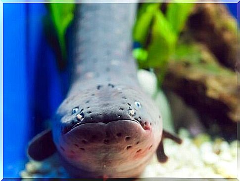 the head and snout of an eel seen up close