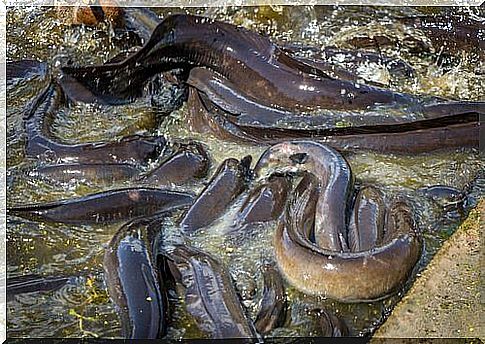 a group of eels wriggle in the shallow water