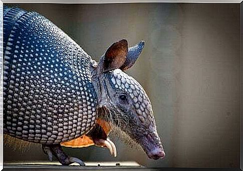 Walking Armadillo