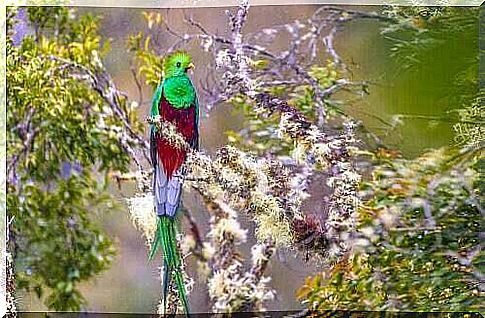 Quetzal on a tree