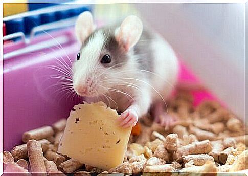 Mouse in the cage eats cheese