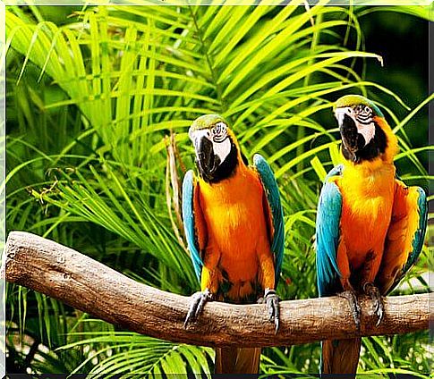 Colorful parrots on a branch 