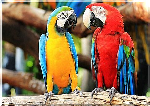 Two macaws on a branch