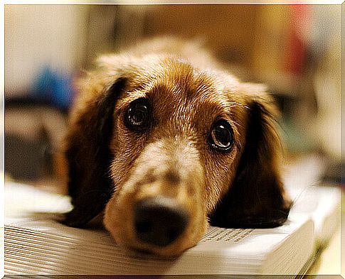 orange colored dog with head resting on the book