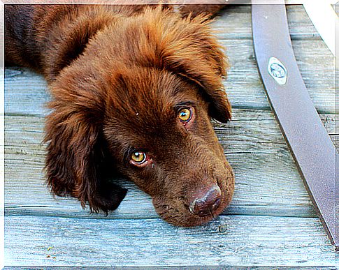 brown dog lying on wooden floor 