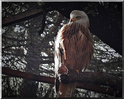 Everything you need to know about the red kite