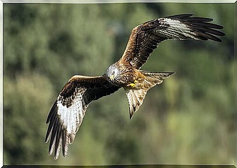 Red kite with spread wings