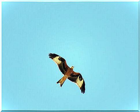 Red kite seen from below while flying