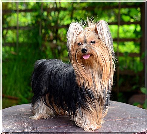 Everything you need to know about the Yorkshire Terrier