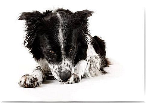 Excess grooming in dogs: how to prevent and treat it