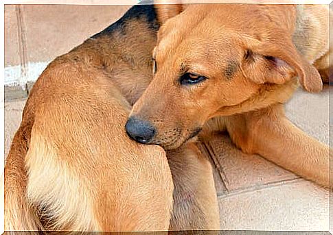 Excess grooming in dogs can cause skin lesions or hair loss