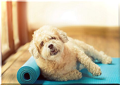 Exercises for recovering dogs