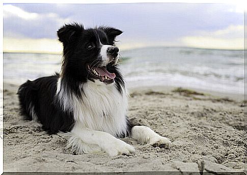 dog-on-the-sand