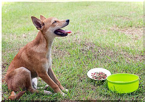 Find out how to treat dog vomiting