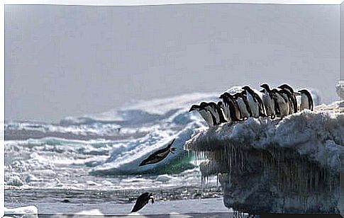 Dive of the penguins