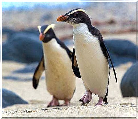 Fiordland penguins