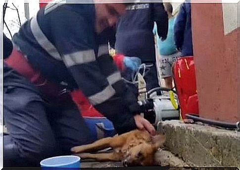 Firefighter rescues a dog with mouth-to-mouth resuscitation