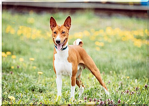 First steps in training the Basenji breed