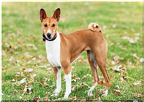 Basenji breed.