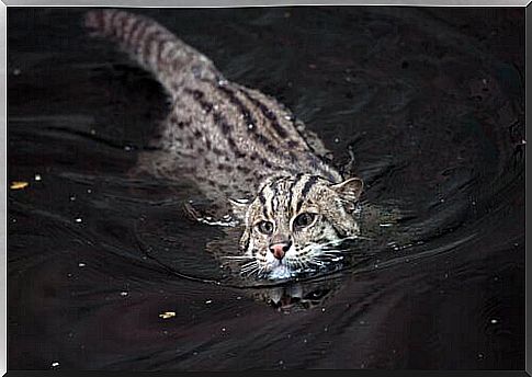 Fisher cat, a critically endangered feline