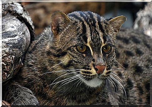 muzzle and head of an adult fishing cat