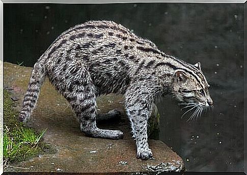 the profile of a fisher cat