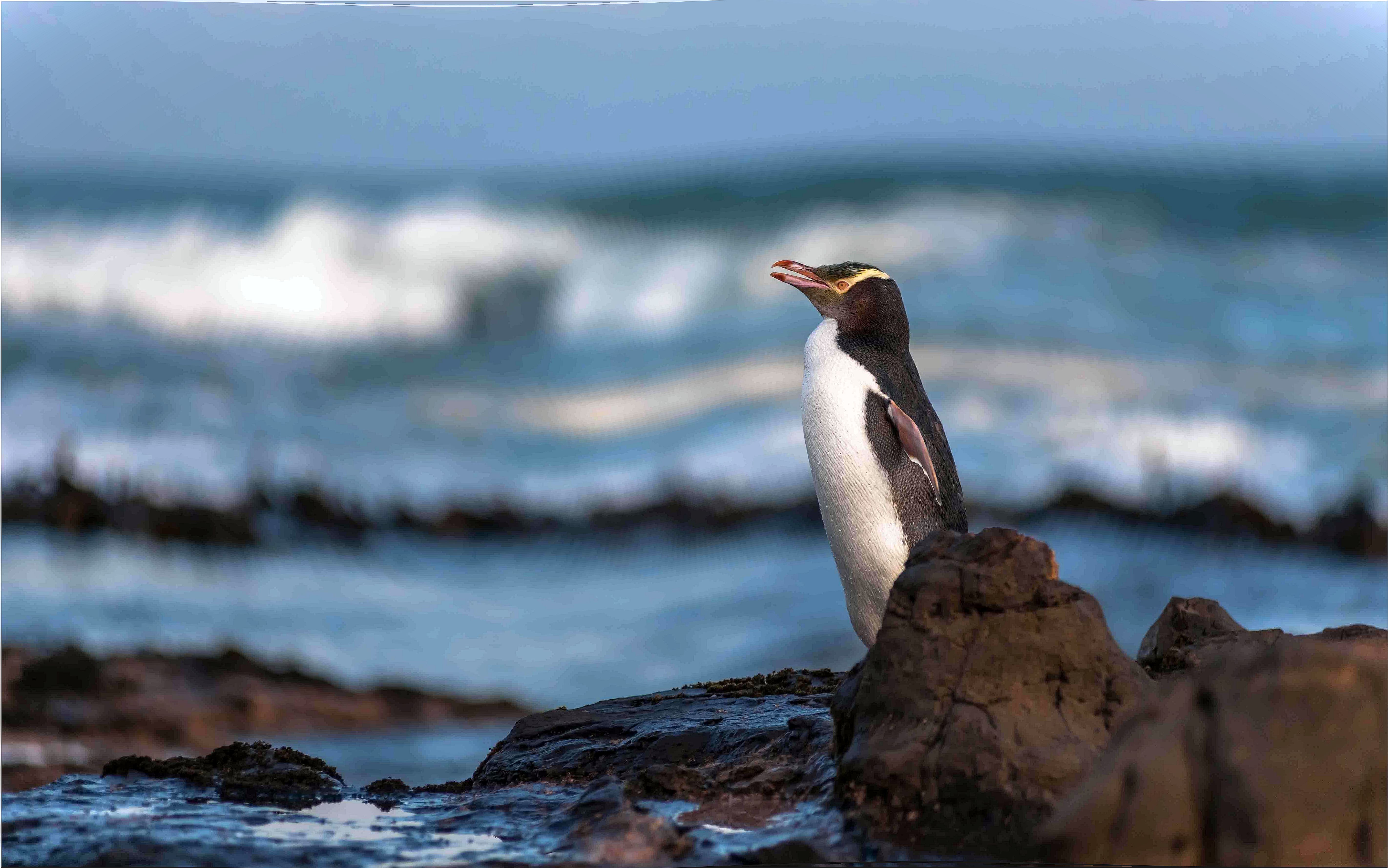 Fishing threatens the yellow-eyed penguin