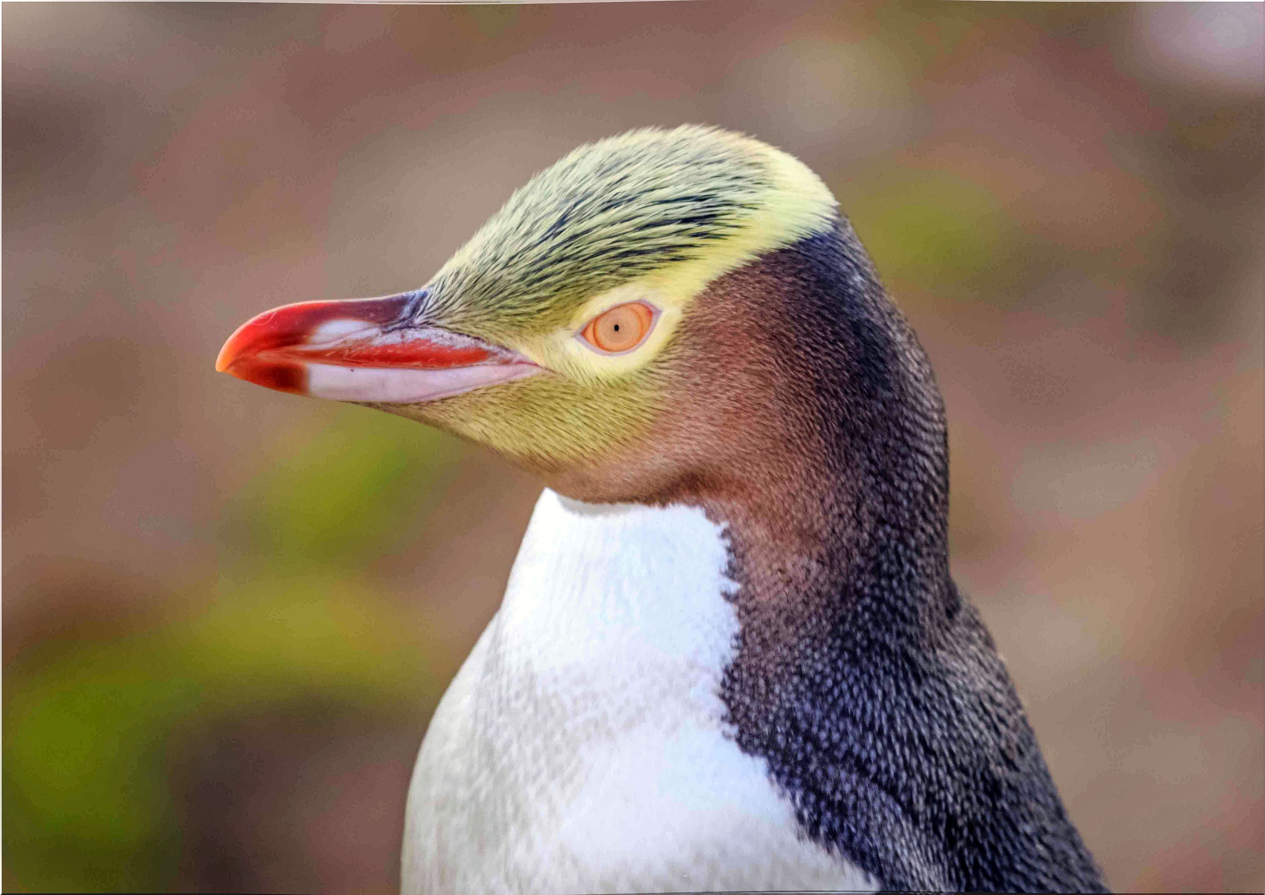 face and beak of the yellow-eyed penguin