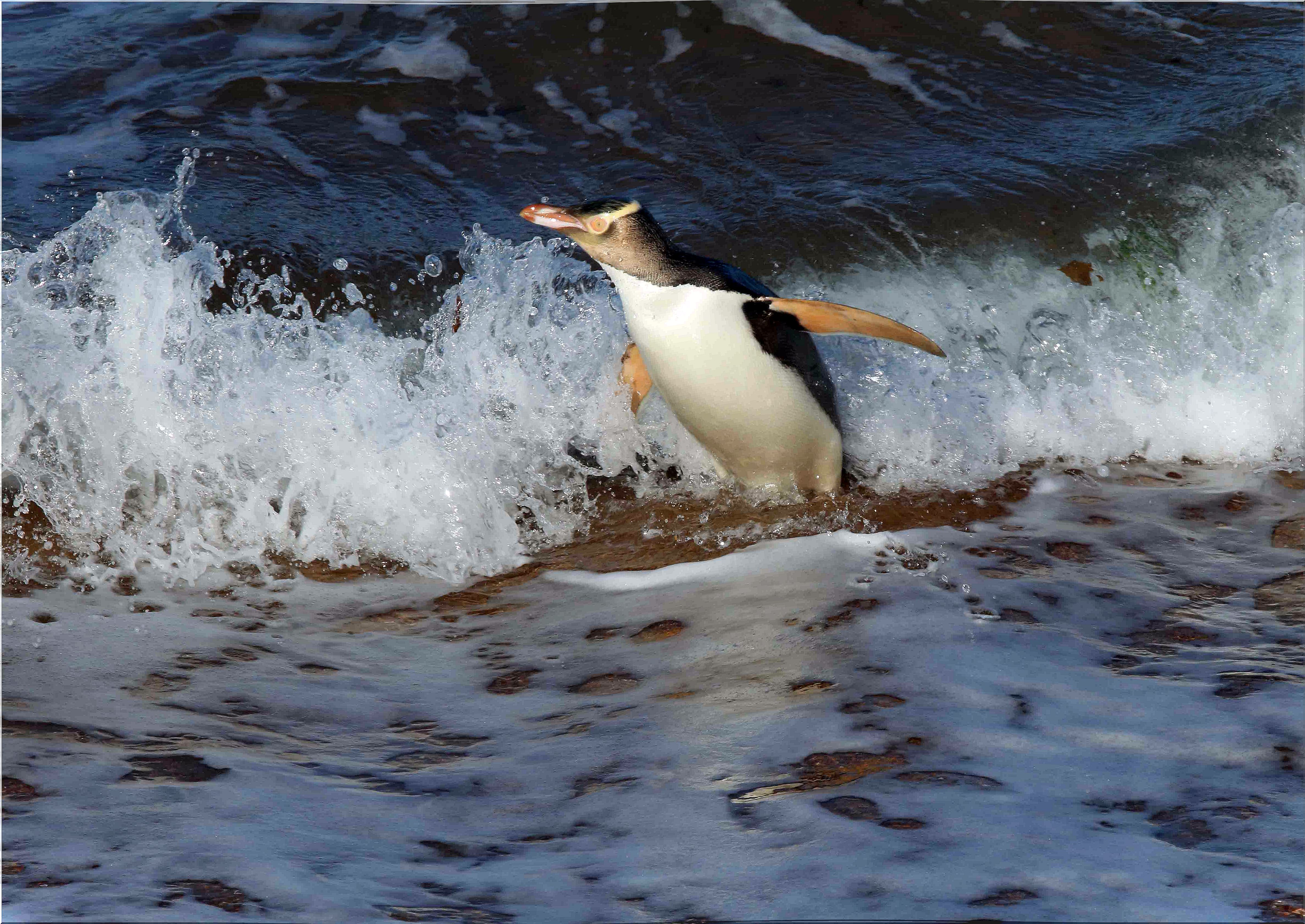 a yellow-eyed penguin on the water's edge