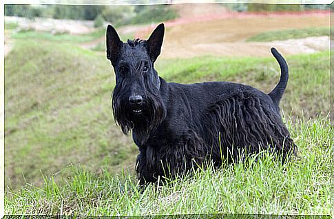 scottish-terrier