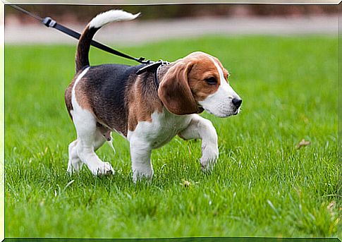 puppy-walking