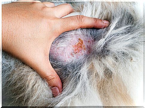 Fungal infections in cats and dogs: what are they?