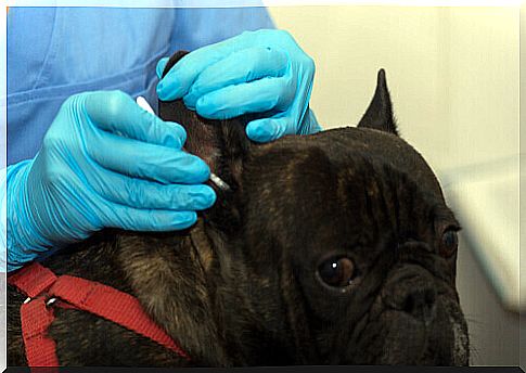 Veterinarian visiting a dog with otitis.