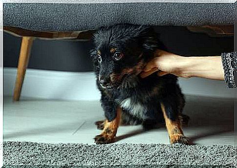 Scared dog under the sofa