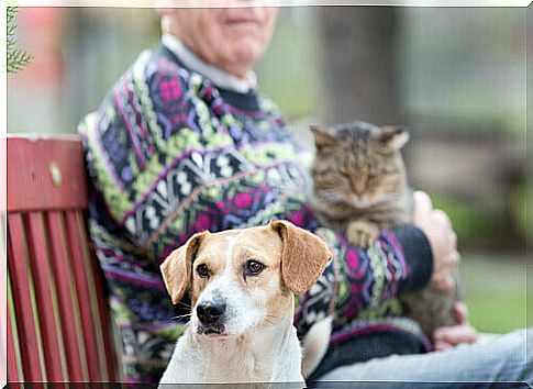 Here are the best pets for older people