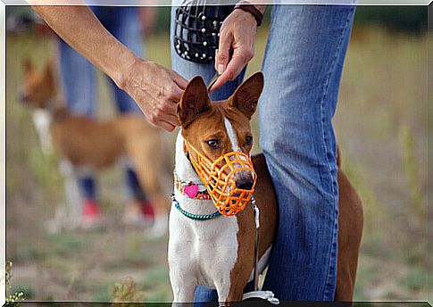 Here are the different types of dog muzzle