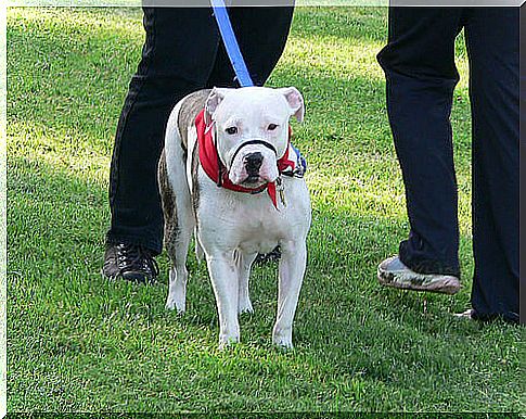 dog with white muzzle in the meadow 