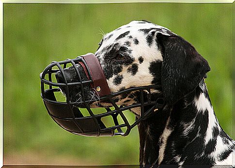 Dalmatian with black muzzle 