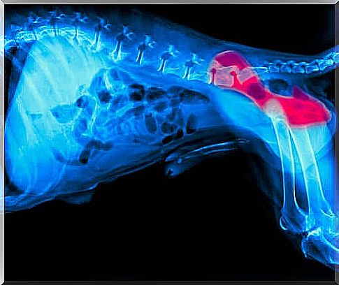 Hip dysplasia in dogs and treatment