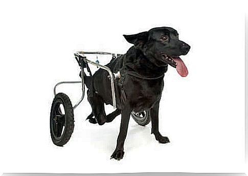 Dog with wheelchair