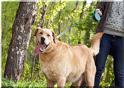 dog with owner in the woods 