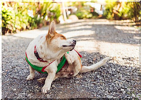 dog with harness scratching himself in the street 